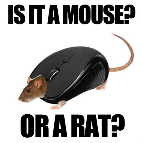 funny mouse photos|mouse with nails meme.